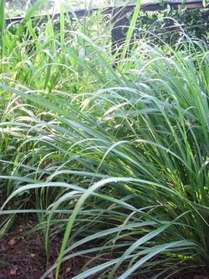 Eastern Gammagrass